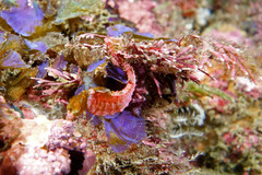 Idiotropiscis lumnitzeri