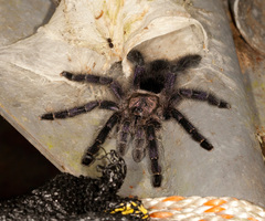Avicularia purpurea