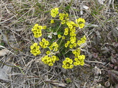 Draba tschuktschorum