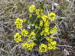 Draba tschuktschorum