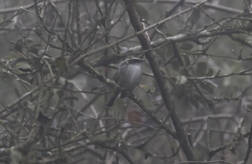Piura Chat-Tyrant (Ochthoeca piurae), photo 1