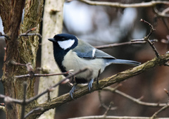 Parus major newtoni