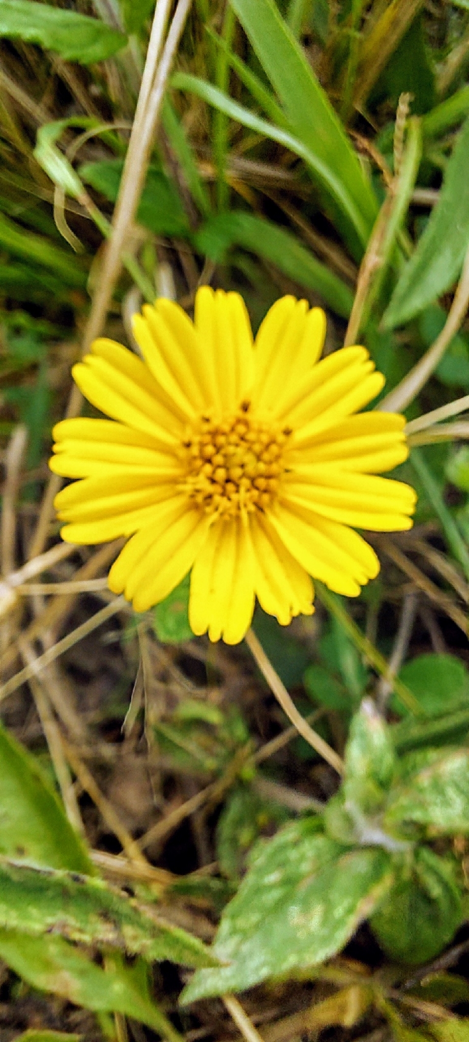 Sphagneticola brachycarpa