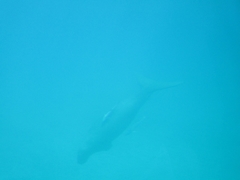 Dugong dugon