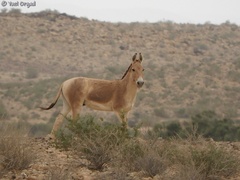 Equus hemionus