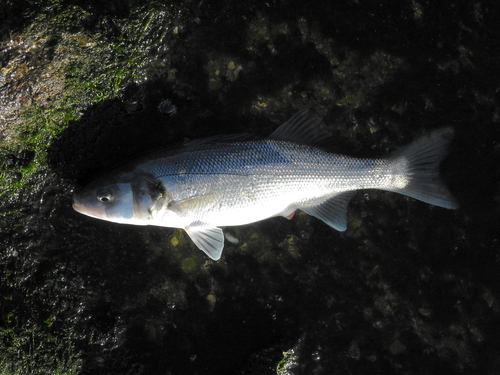 European Seabass, photo 4 of 10