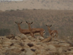 Gazella dorcas