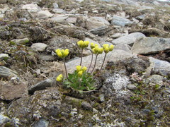 Draba tschuktschorum