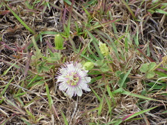 Passiflora santiagana