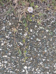 Passiflora santiagana