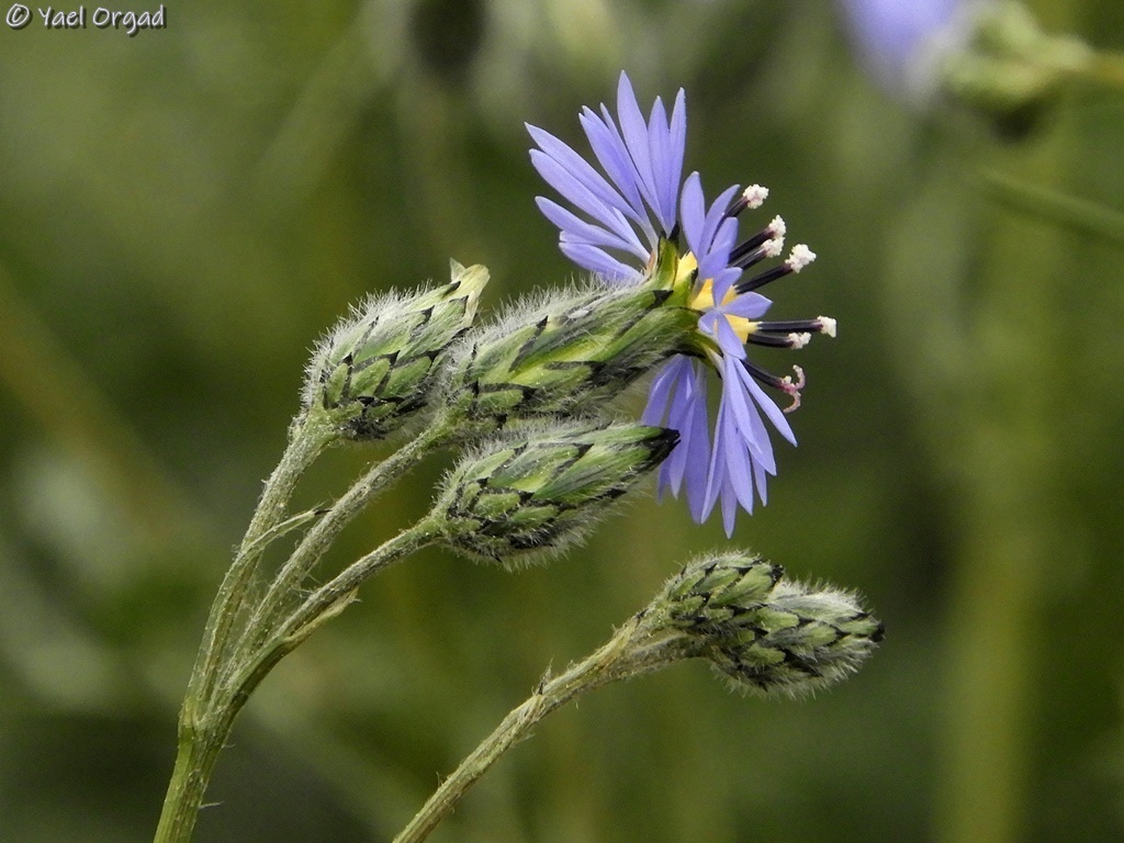 Volutaria crupinoides