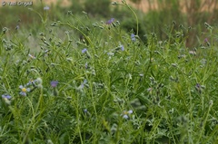 Volutaria crupinoides