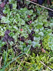 Lunularia cruciata