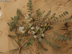 Astragalus tribuloides
