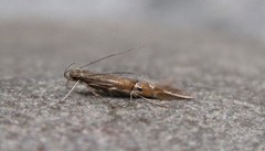 Cosmopterix fernaldella