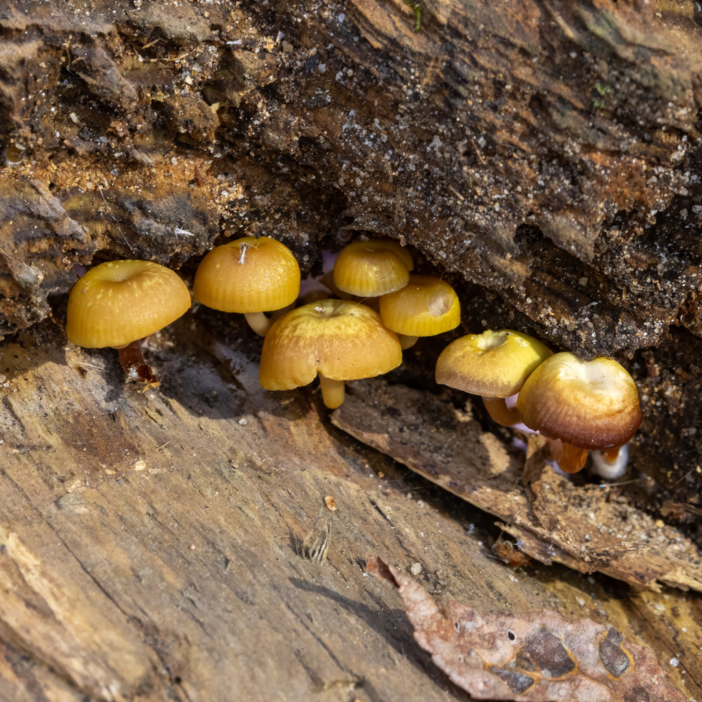 Chromosera lilacifolia lilacifolia