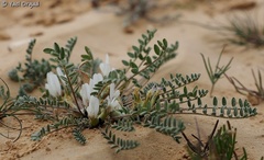 Astragalus tribuloides