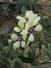 Enarthrocarpus strangulatus