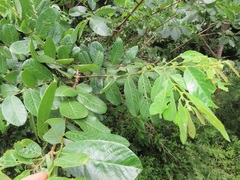 Bridelia cathartica