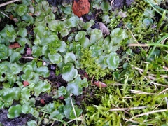 Lunularia cruciata