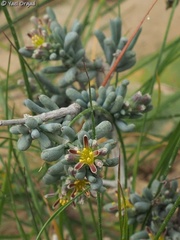 Gymnocarpos decander