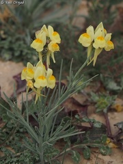 Linaria haelava
