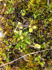 Draba tschuktschorum