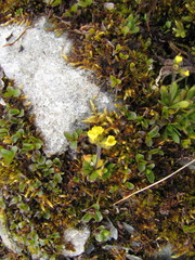 Draba tschuktschorum