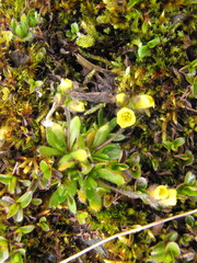 Draba tschuktschorum
