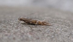 Cosmopterix fernaldella