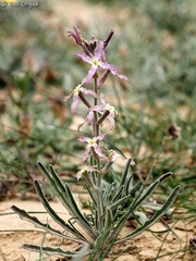 Matthiola longipetala livida