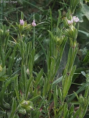 Silene decipiens