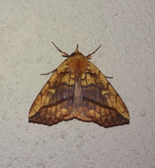 Goniocarsia