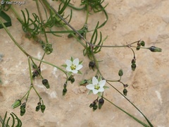 Spergularia flaccida