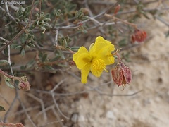 Helianthemum ventosum