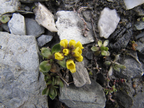 Aleutian Draba