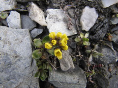 Draba tschuktschorum