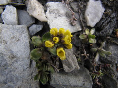 Draba tschuktschorum