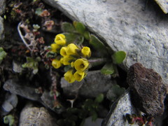 Draba tschuktschorum
