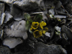 Draba tschuktschorum