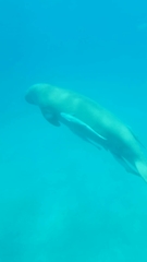 Dugong dugon
