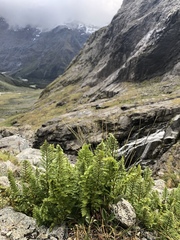 Polystichum cystostegium