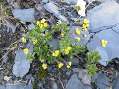 Draba tschuktschorum