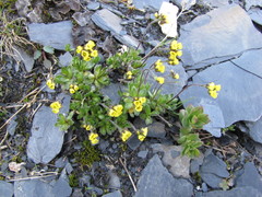 Draba tschuktschorum