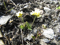 Draba tschuktschorum