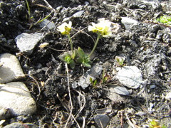 Draba tschuktschorum