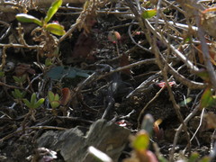 Ninurta coeruleopunctatus