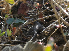 Ninurta coeruleopunctatus