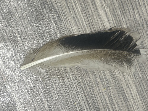 Domestic Mallard