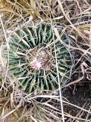 Echinofossulocactus crispatus